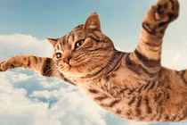 Mèo có bản năng “biết bay”, rơi từ tầng 32 xuống cũng không chết