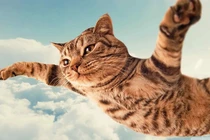 Mèo có bản năng “biết bay”, rơi từ tầng 32 xuống cũng không chết