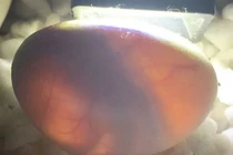 Vỏ trứng nứt ra "sát thủ", 15 phút sau có thể... đoạt mạng người