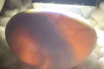 Vỏ trứng nứt ra "sát thủ", 15 phút sau có thể... đoạt mạng người