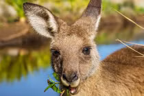 Loại thịt bổ dưỡng hơn bò gà nhưng nghe tên lại sợ không dám ăn