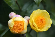 Trà hoa vàng của Việt Nam vừa đẹp, vừa ức chế được ung thư