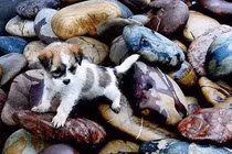 Chuyện lạ lùng ở ngôi làng nhặt bừa viên đá cũng phát tài giàu sụ 