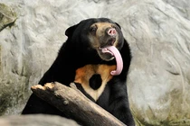 Loài gấu chó trong truyền thuyết, biết biểu cảm hệt con người