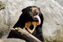 Loài gấu chó trong truyền thuyết, biết biểu cảm hệt con người