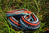 Phát hiện quần thể rắn đẹp nhất Bắc Mỹ gần sân bay quốc tế