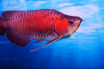 "Điểm mặt" cá lạ tại Việt Nam và lý do chúng có tên... cá tiền tỷ