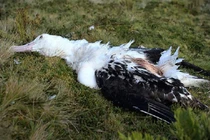 Kinh hoàng chuột nhắt ngoại cỡ ăn sống hải âu một cách ngấu nghiến 