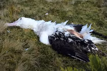 Kinh hoàng chuột nhắt ngoại cỡ ăn sống hải âu một cách ngấu nghiến 