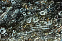 Tảng đá lạ nghi của UFO, chuyên gia nhìn thấy thốt lên: "Là báu vật!" 