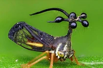 “Đứng hình vài giây” khi thấy loài côn trùng như đến từ vũ trụ