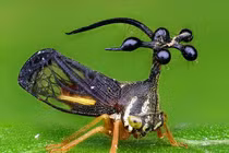 “Đứng hình vài giây” khi thấy loài côn trùng như đến từ vũ trụ