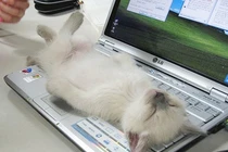 Bật cười cách loài mèo "đu trend" công nghệ cùng con người