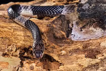 Cận cảnh loài rắn độc nhất châu Á: Hổ mang chúa chưa là gì! 