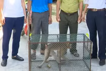 Tiếp nhận 2 cá thể động vật từ người dân Quảng Bình: Loài cực hiếm! 