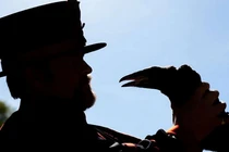 Vụ mất tích bí ẩn của con quạ nổi tiếng tháp London