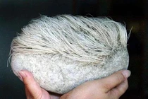 Hòn đá để không “mọc tóc” bạc phơ: Chuyên gia định giá hàng tỷ đồng! 