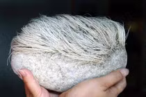 Hòn đá để không “mọc tóc” bạc phơ: Chuyên gia định giá hàng tỷ đồng! 