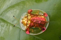 Khó tin loài bọ rùa có “siêu năng lực” biến hình theo môi trường