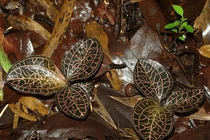 Cận cảnh thảo mộc siêu hiếm cực đắt nhưng... “nếu gặp, đừng chạm vào!“