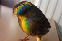 “Quả đầu moi” chất chơi của loài chim ngộ nghĩnh nhất thế giới động vật