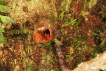 Phát hiện loài phong lan như cục thịt phân hủy xấu nhất hành tinh