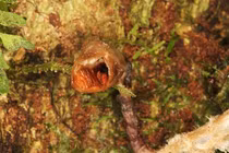 Phát hiện loài phong lan như cục thịt phân hủy xấu nhất hành tinh