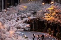 Vì sao hoa anh đào nở sớm tiềm ẩn nguy hiểm cho Trái đất?