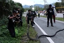 Video: Rợn người với những cú cắn chết chóc của rắn hổ mang chúa cỡ “khủng“