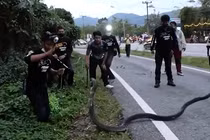 Video: Rợn người với những cú cắn chết chóc của rắn hổ mang chúa cỡ “khủng“