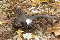 Ghê sợ loài cây khiến chim chết khô treo lủng lẳng trên không 