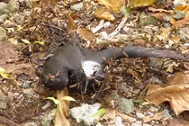 Ghê sợ loài cây khiến chim chết khô treo lủng lẳng trên không 