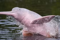 Cá heo hồng sông Amazon - Loài động vật bước ra từ thần thoại 