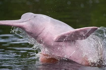 Cá heo hồng sông Amazon - Loài động vật bước ra từ thần thoại 