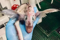 Nóng: Bất ngờ bắt được sinh vật kỳ dị giống rồng trong truyền thuyết