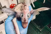 Nóng: Bất ngờ bắt được sinh vật kỳ dị giống rồng trong truyền thuyết