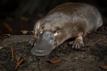 Thú mỏ vịt bị coi là động vật viễn tưởng bởi những khả năng kỳ lạ