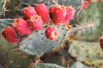 Những quả “dại” vẻ ngoài tuyệt đẹp, siêu ngon bổ dưỡng