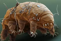 Tưởng là loài bất tử, gấu nước lại chết vì lí do đặc biệt này