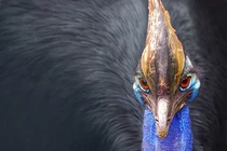 Loài chim cực đẹp nhưng gây ra cái chết thảm khốc nhất tự nhiên