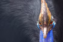 Loài chim cực đẹp nhưng gây ra cái chết thảm khốc nhất tự nhiên