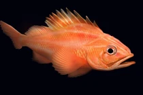 Động vật sống lâu nhất trên thế giới có thể đến... 10.000 năm