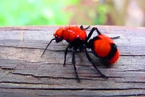 Ếch dâu tây, chim giáo chủ và những động vật đỏ rực như lửa