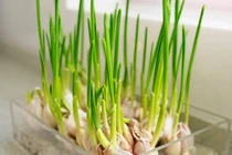 Nhà quá nhiều muỗi, trồng ngay loại cây ung dung ngồi hóng mát 