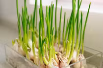 Nhà quá nhiều muỗi, trồng ngay loại cây ung dung ngồi hóng mát 