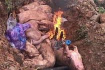 Ổ dịch tả lợn châu Phi đầu tiên xuất hiện tại huyện miền núi Buôn Đôn