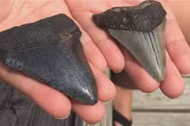 Nhặt đá lạ, vỡ òa khi biết là của quý từ “quái vật” Megalodon