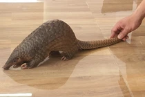 Cận cảnh loài tê tê vàng quý hiếm được người dân phát hiện