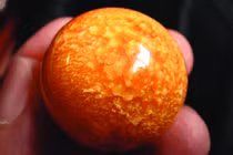 Ngư dân tìm thấy ngọc trai Melo quý hiếm nhờ được “báo mộng”