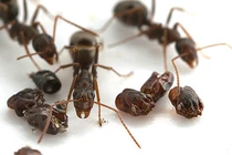 Kiến “độc ác” thích thu thập đầu của loài khác trang trí tổ